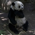 321-1454 San Diego Zoo - Gao Gao the Panda.jpg